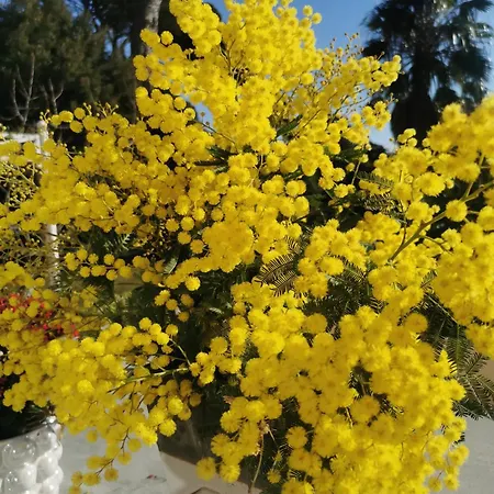 Lou Pitchoun Saint Aygulf