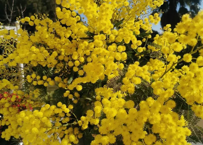 Lou Pitchoun Saint Aygulf