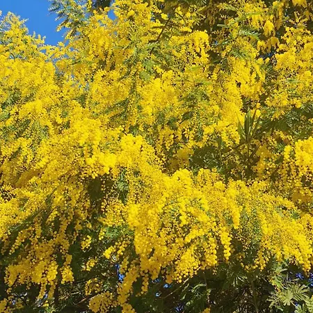 Lou Pitchoun Апартаменты *